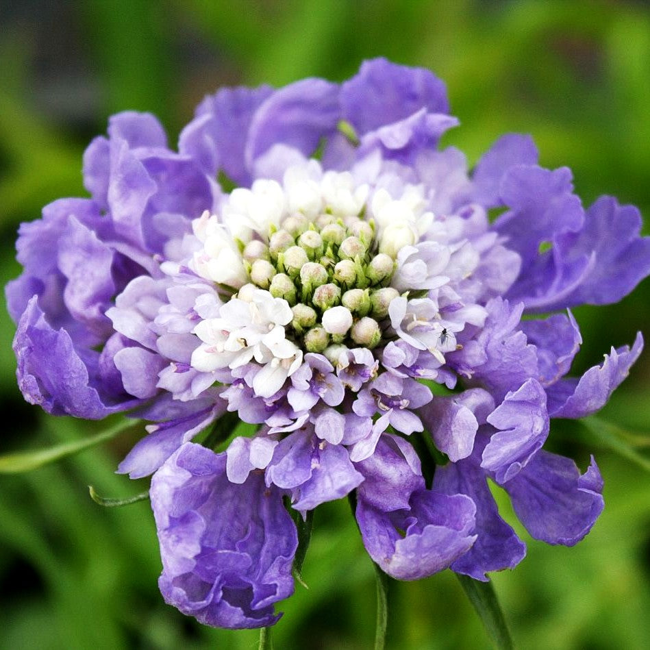 Große Skabiose 'Perfecta' (Scabiosa caucasica)