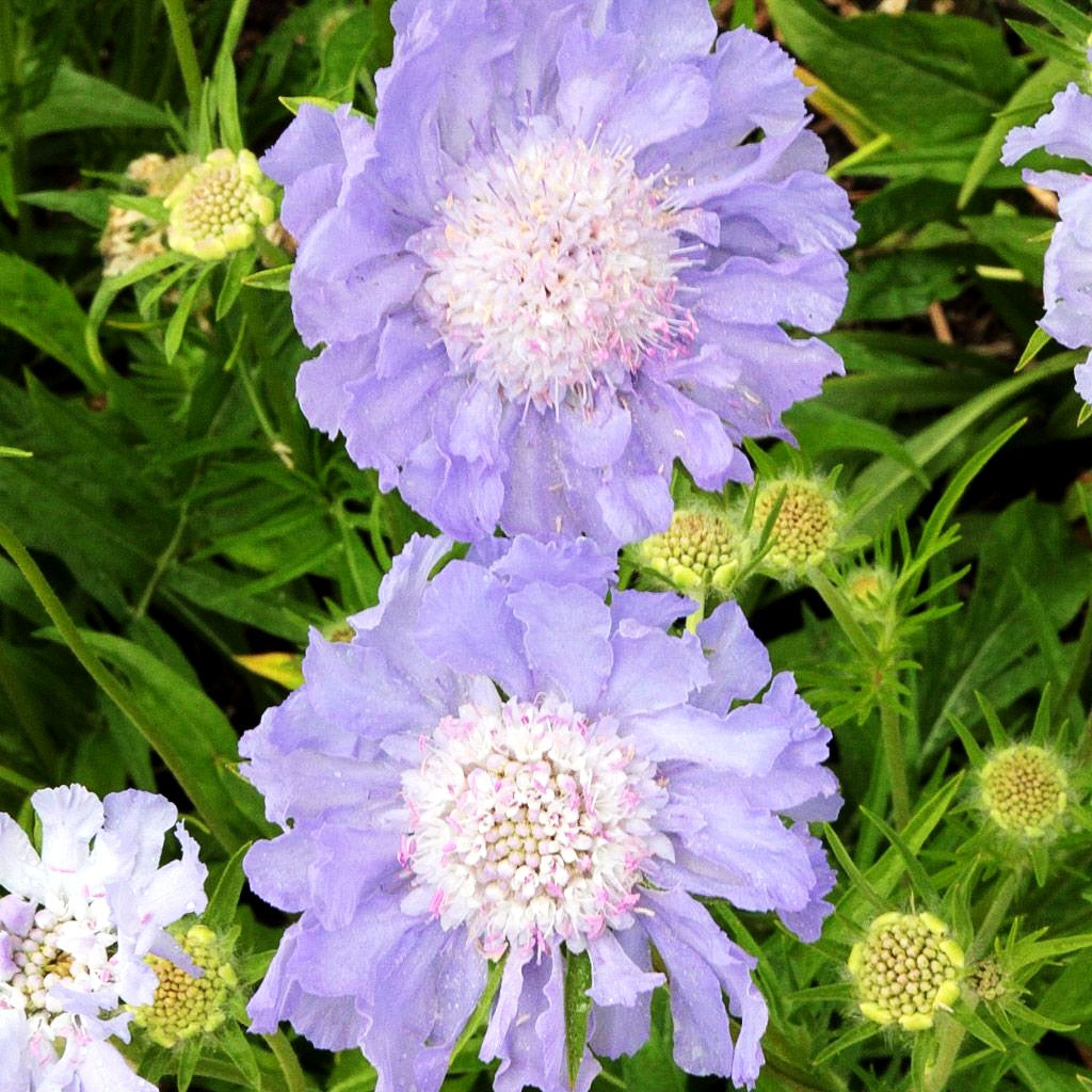 Große Skabiose 'Perfecta' (Scabiosa caucasica)