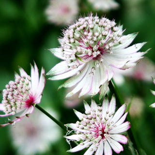 Große Sterndolde (Astrantia major)