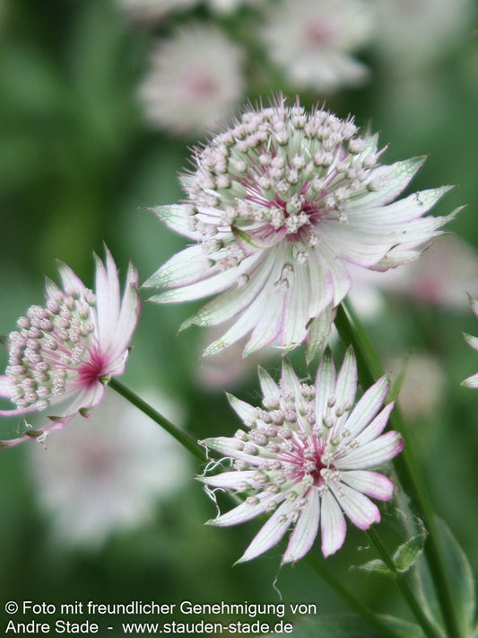 Große Sterndolde (Astrantia major)