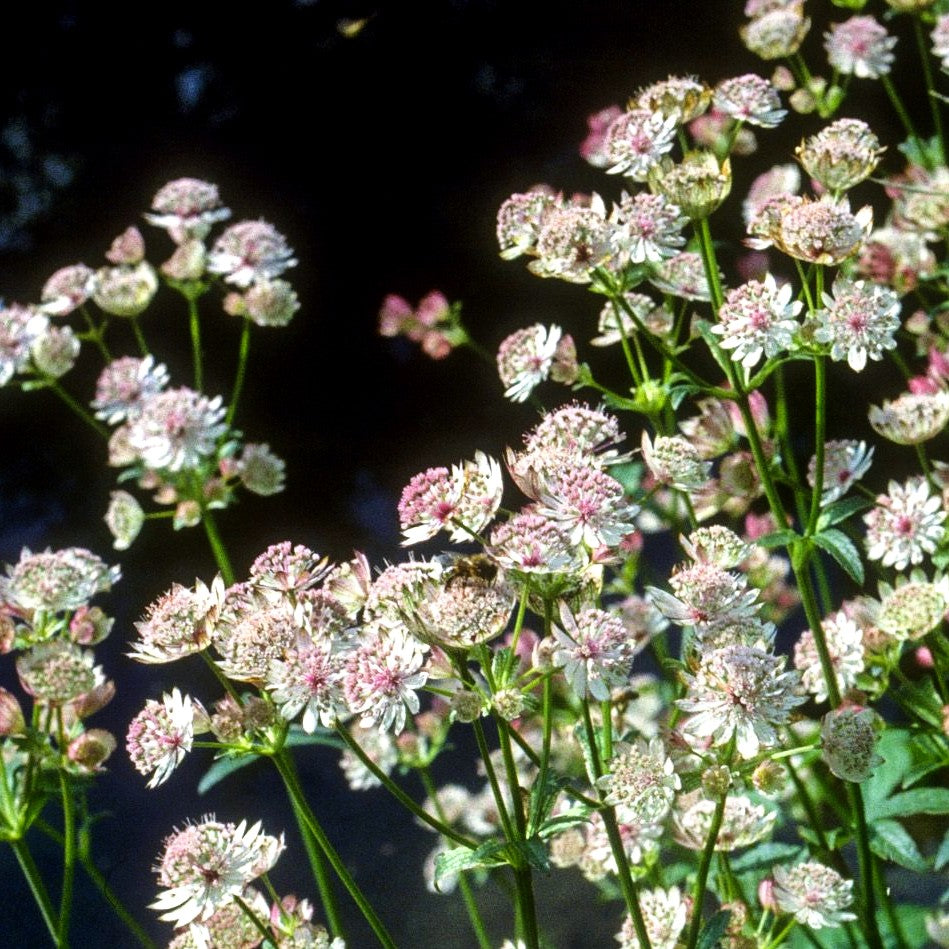 Große Sterndolde (Astrantia major)