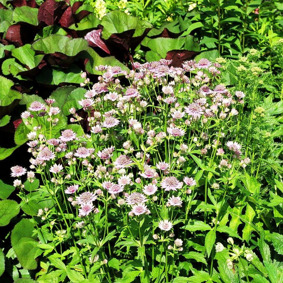 Große Sterndolde (Astrantia major)