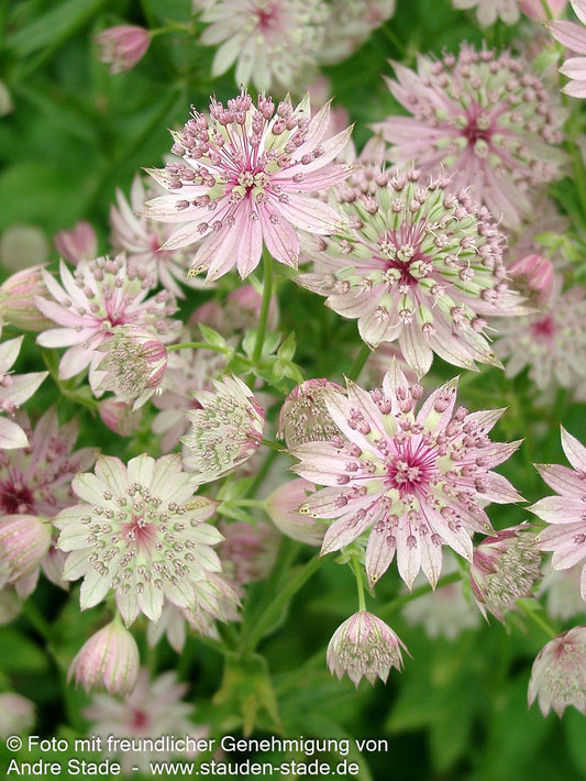 Große Sterndolde 'Buckland' (Astrantia major)