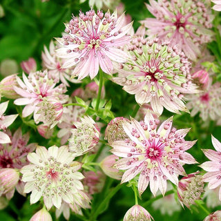 Große Sterndolde 'Buckland' (Astrantia major)