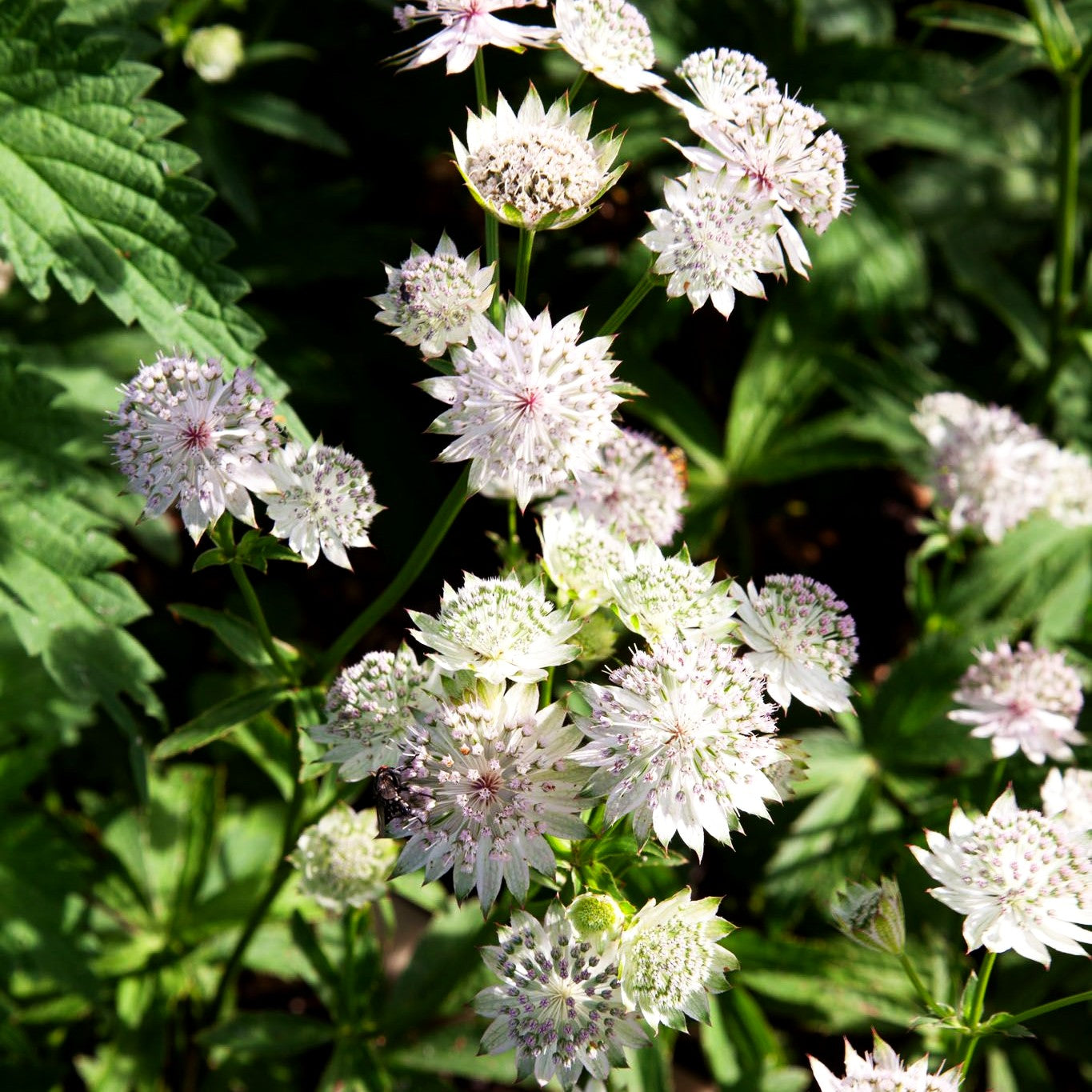 Große Sterndolde 'Buckland' (Astrantia major)