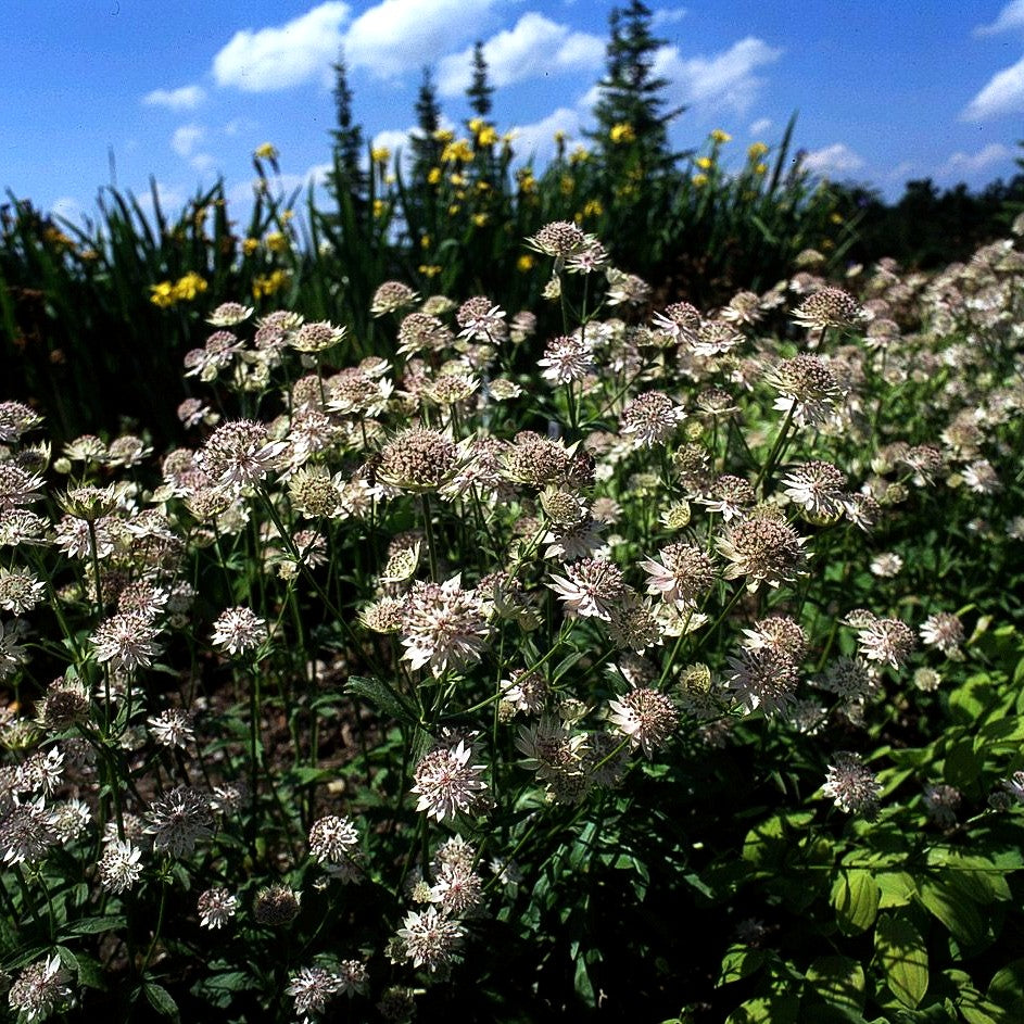 Große Sterndolde 'Buckland' (Astrantia major)