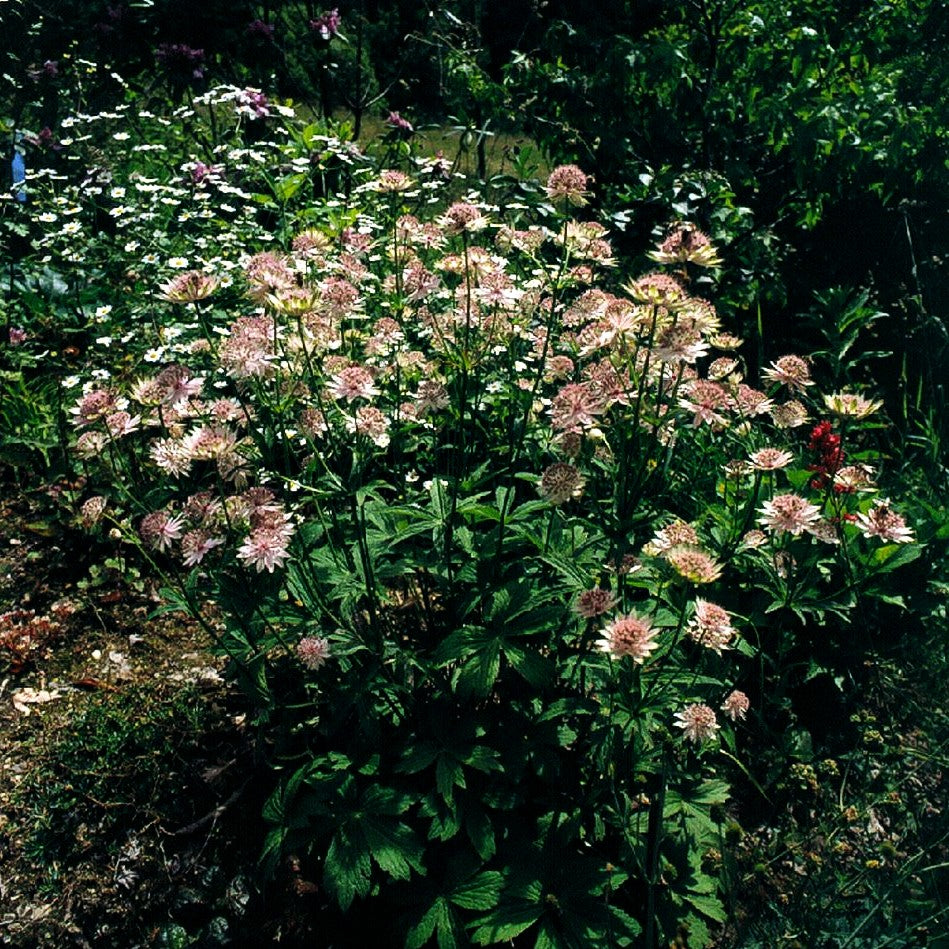 Große Sterndolde 'Buckland' (Astrantia major)
