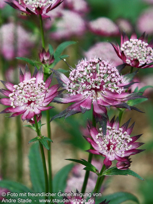 Große Sterndolde 'Claret' (Astrantia major)