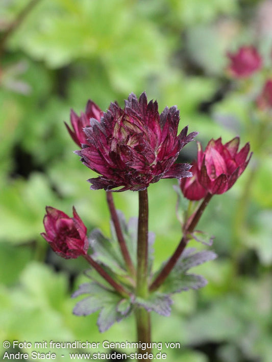 Große Sterndolde 'Moulin Rouge' (Astrantia major)
