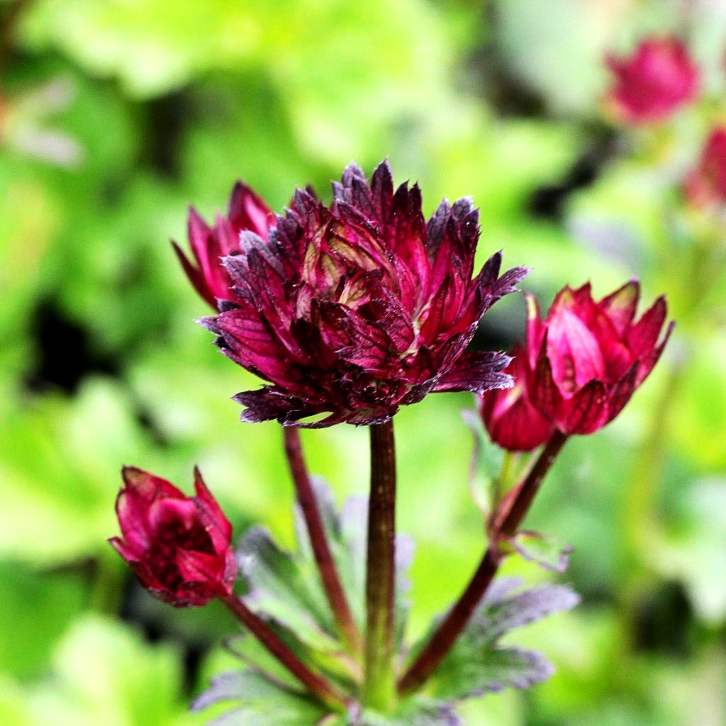 Große Sterndolde 'Moulin Rouge' (Astrantia major)