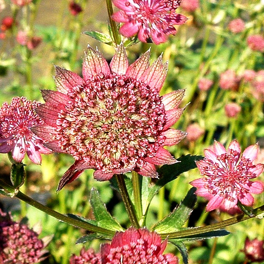 Große Sterndolde 'Moulin Rouge' (Astrantia major)