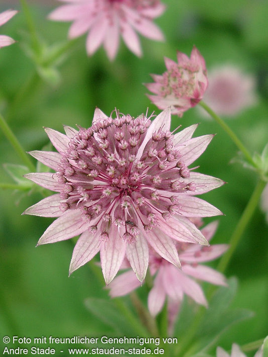 Große Sterndolde 'Roma' (Astrantia major)