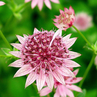 Große Sterndolde 'Roma' (Astrantia major)