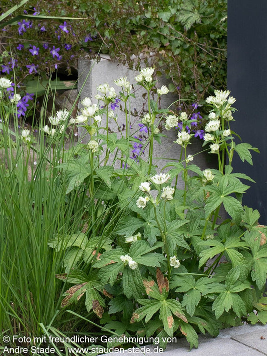 Große Sterndolde 'Snow Star' (Astrantia major)