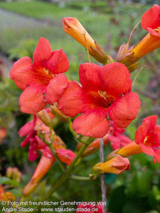 Große Trompetenwinde 'Mme Galen' (Campsis x tagliabuana)