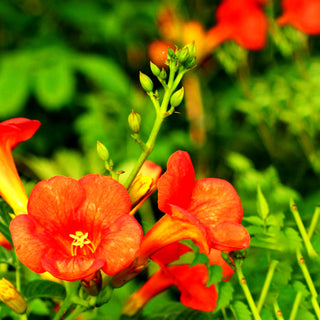 Große Trompetenwinde 'Mme Galen' (Campsis x tagliabuana)