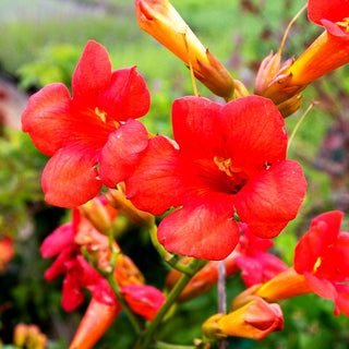Große Trompetenwinde 'Mme Galen' (Campsis x tagliabuana)
