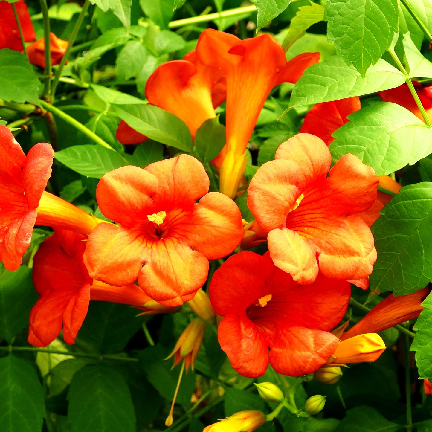 Große Trompetenwinde 'Mme Galen' (Campsis x tagliabuana)