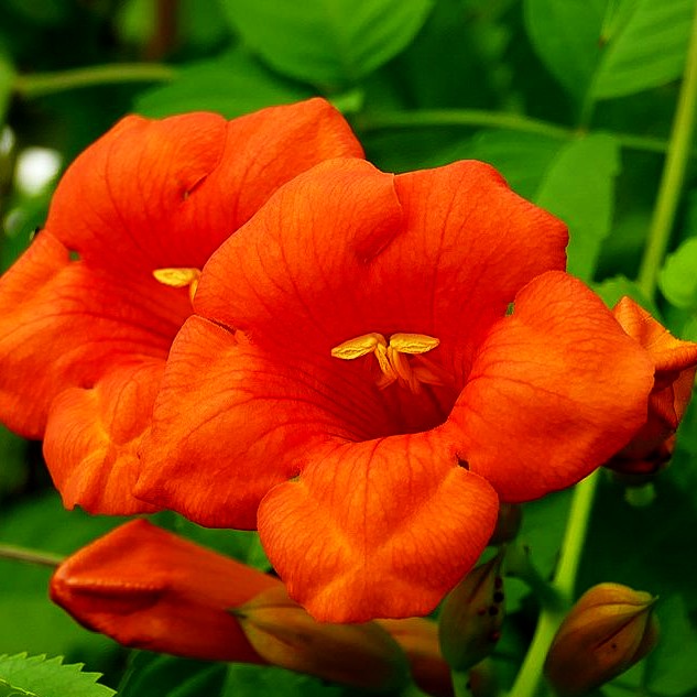 Große Trompetenwinde 'Mme Galen' (Campsis x tagliabuana)