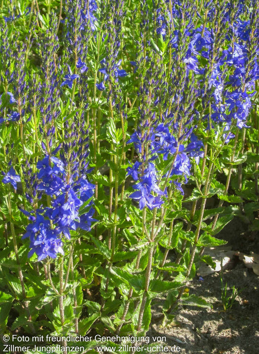Großer Ehrenpreis 'Knallblau' (Veronica teucrium)