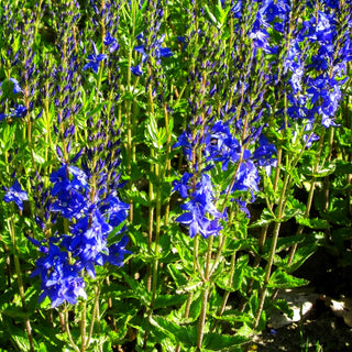 Großer Ehrenpreis 'Knallblau' (Veronica teucrium)