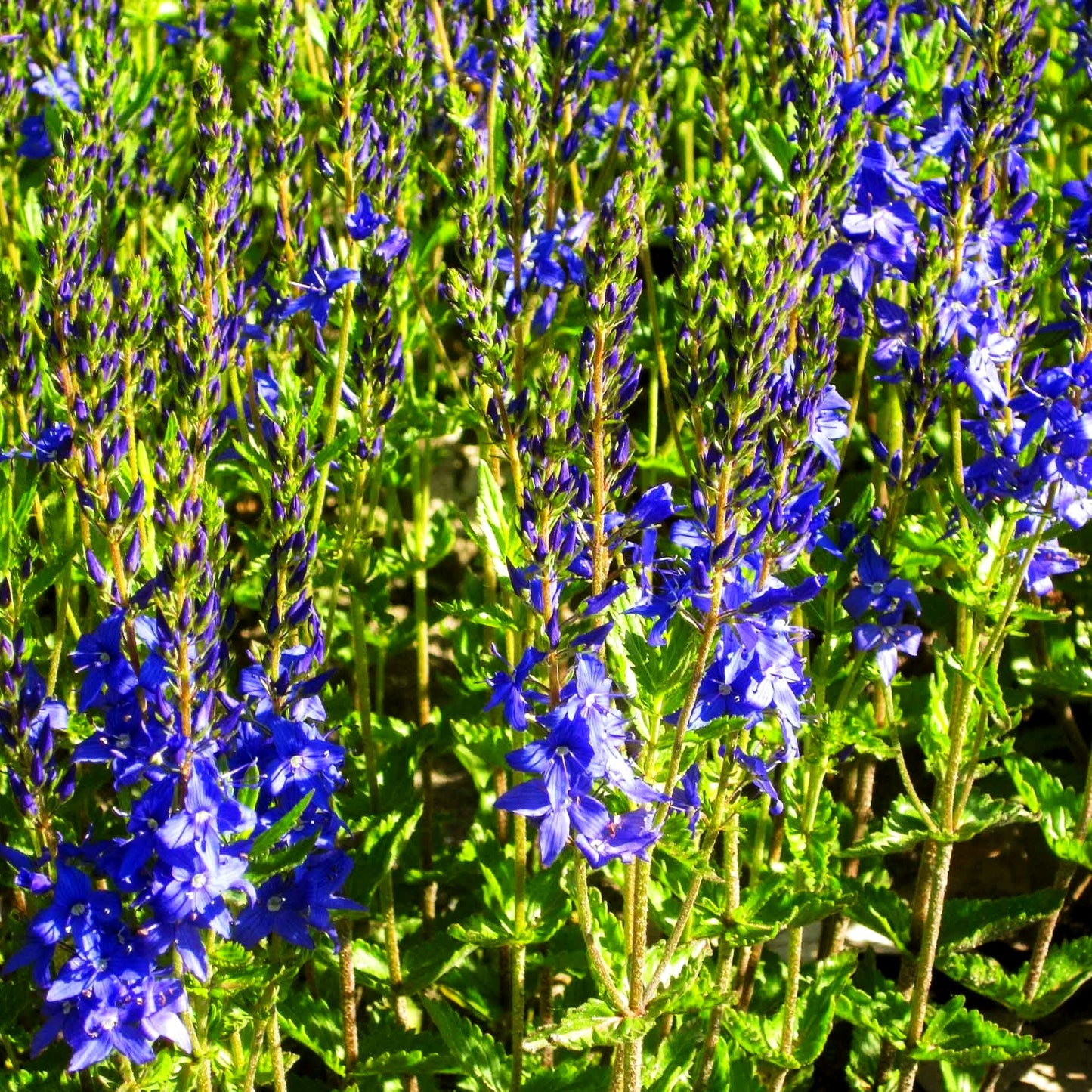 Großer Ehrenpreis 'Knallblau' (Veronica teucrium)