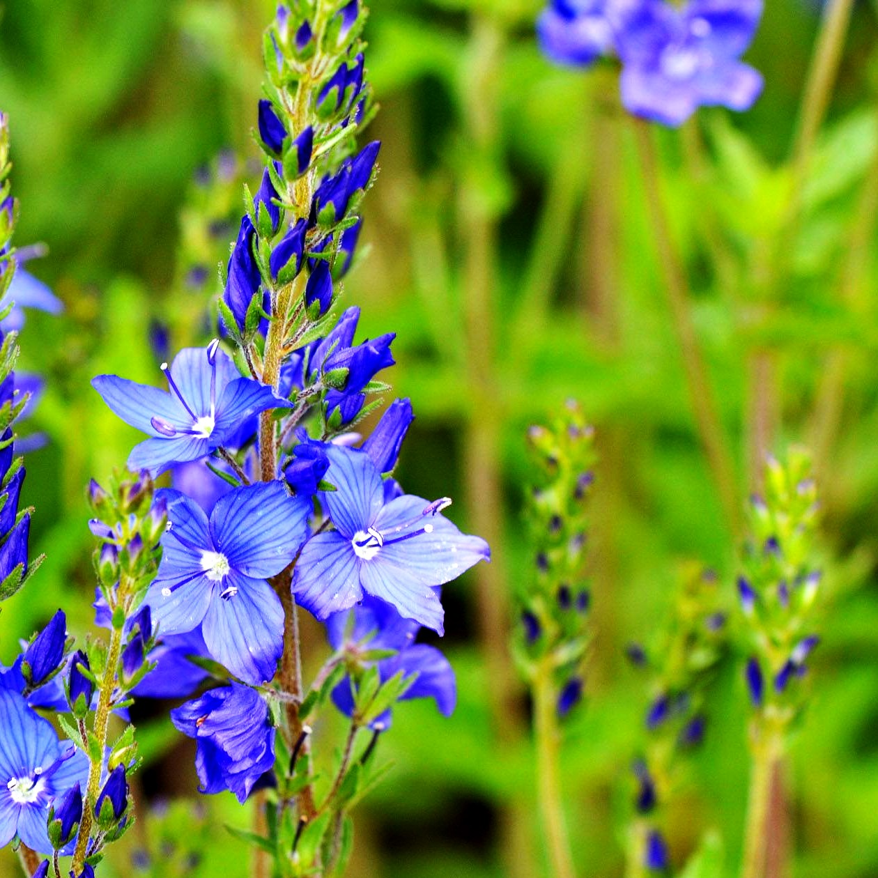 Großer Ehrenpreis 'Knallblau' (Veronica teucrium)