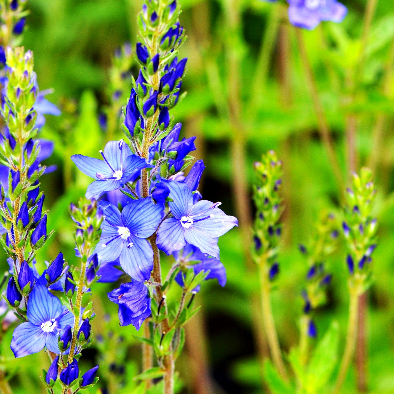 Großer Ehrenpreis 'Knallblau' (Veronica teucrium)