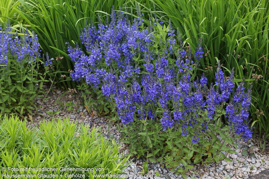Großer Ehrenpreis (Veronica teucrium)