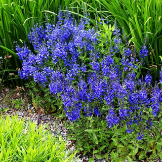 Großer Ehrenpreis (Veronica teucrium)