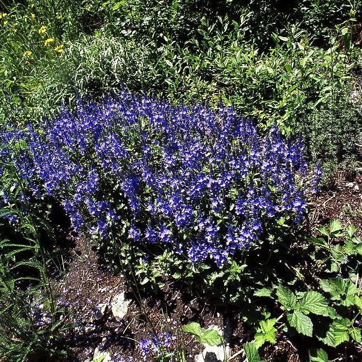 Großer Ehrenpreis (Veronica teucrium)