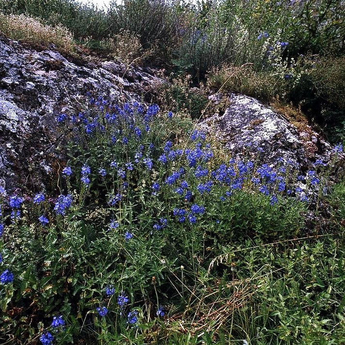 Großer Ehrenpreis (Veronica teucrium)