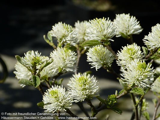 Großer Federbuschstrauch (Fothergilla major)