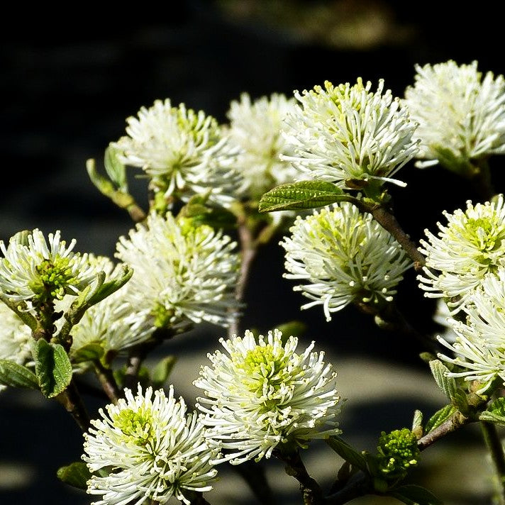 Großer Federbuschstrauch (Fothergilla major)