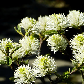 Großer Federbuschstrauch (Fothergilla major)