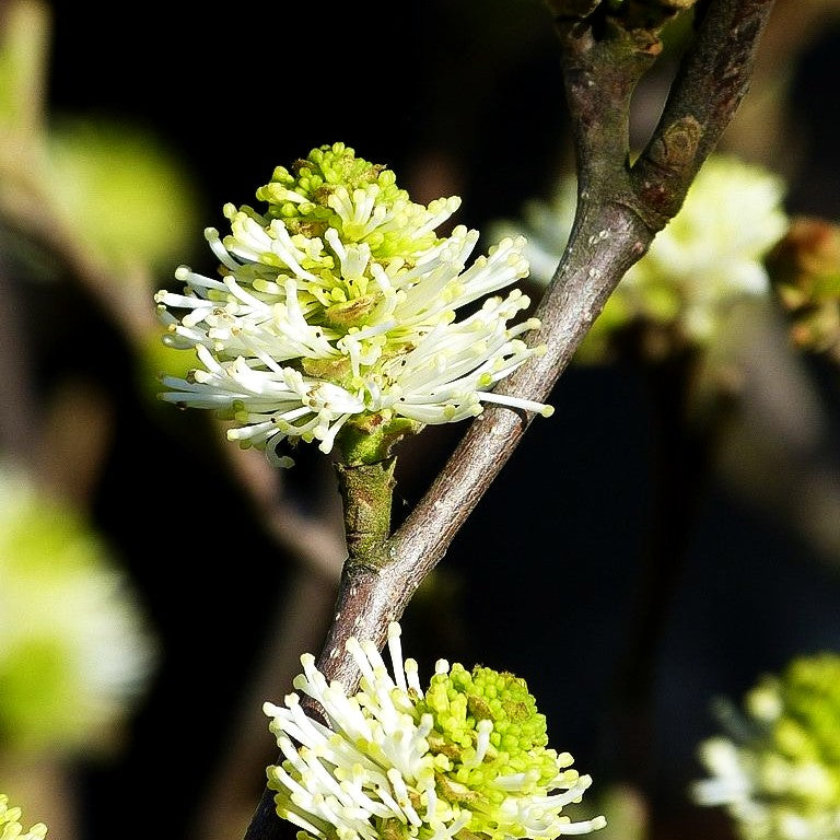 Großer Federbuschstrauch (Fothergilla major)