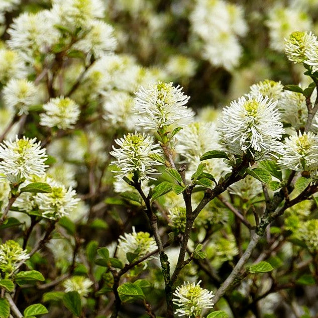 Großer Federbuschstrauch (Fothergilla major)
