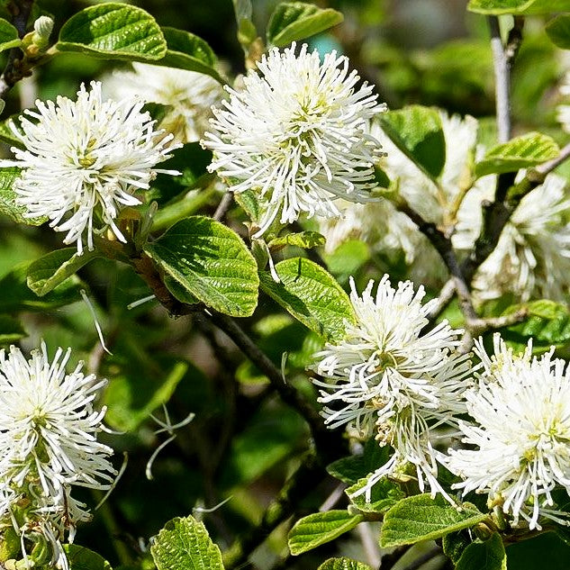 Großer Federbuschstrauch (Fothergilla major)