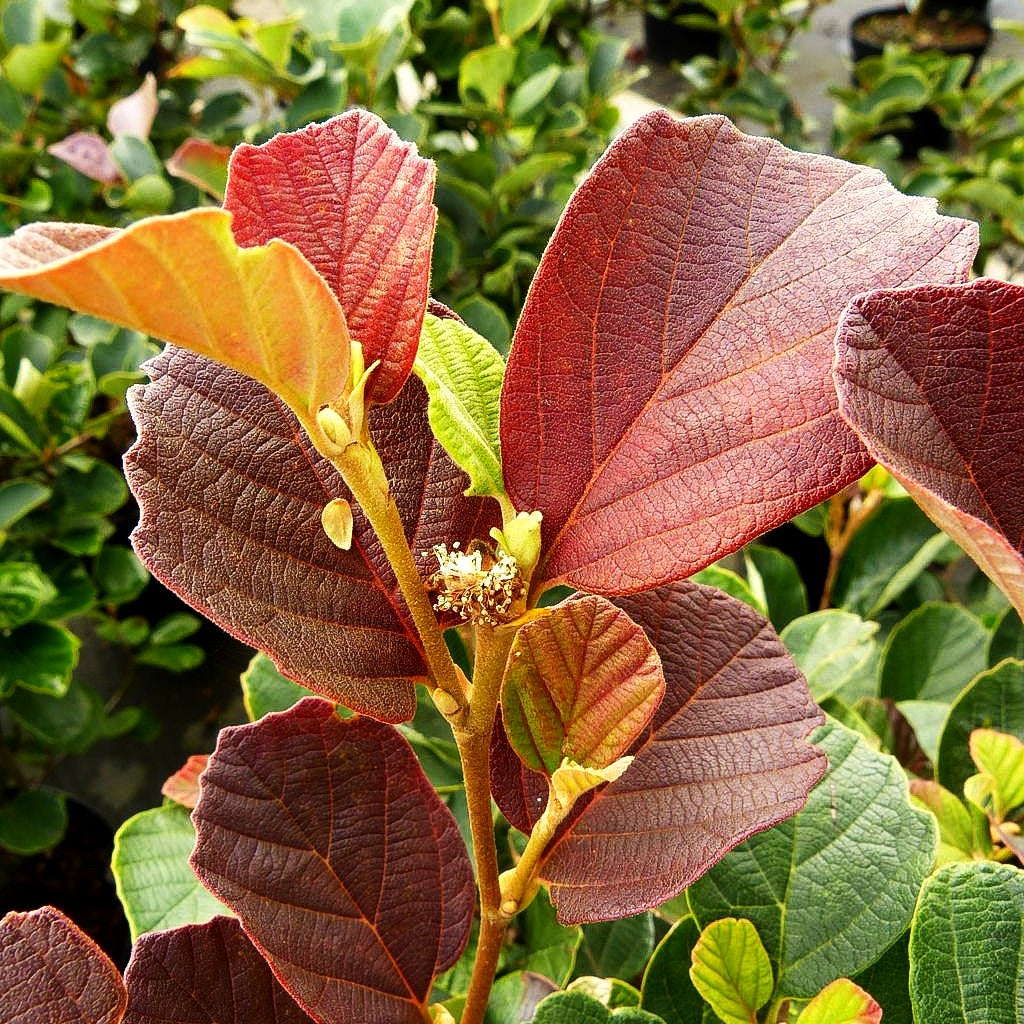Großer Federbuschstrauch (Fothergilla major)