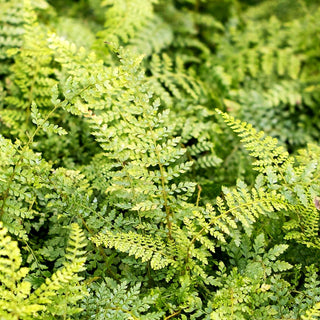 Großer Filigranfarn 'Prolif.Herrenhausen' (Polystichum setif.)