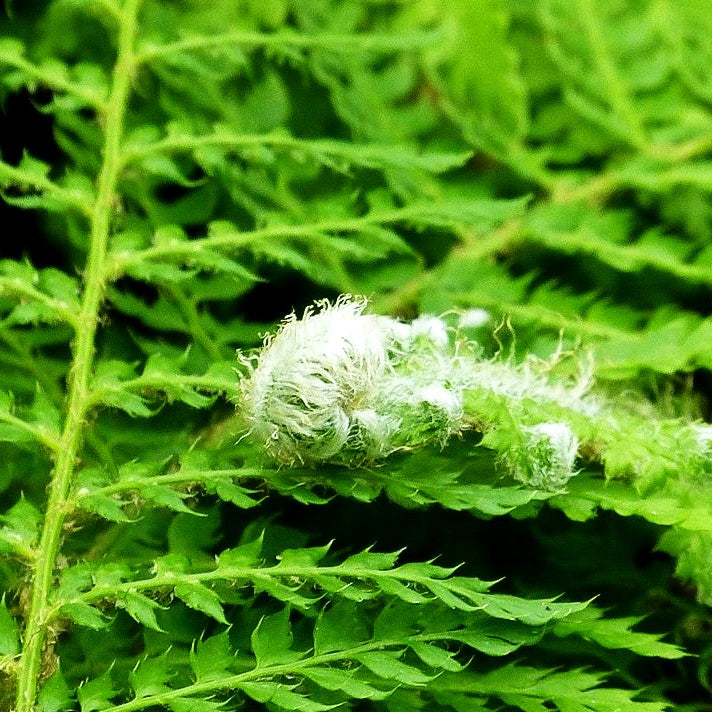 Großer Filigranfarn 'Prolif.Herrenhausen' (Polystichum setif.)