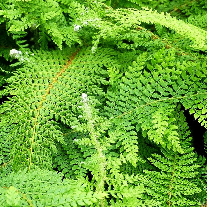 Großer Filigranfarn 'Prolif.Herrenhausen' (Polystichum setif.)