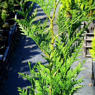 Großer Lebensbaum 'Excelsa' (Thuja plicata)