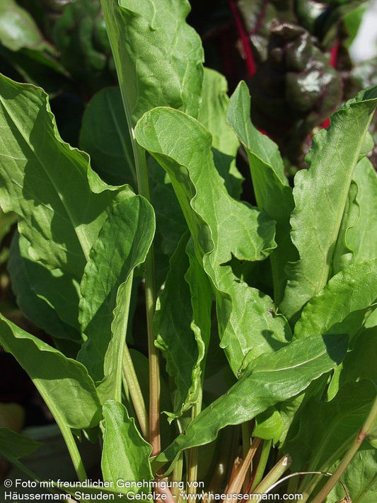 Großer Sauerampfer (Rumex acetosa)