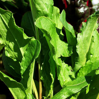 Großer Sauerampfer (Rumex acetosa)