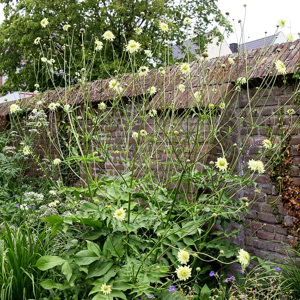 Großer Schuppenkopf (Cephalaria gigantea)