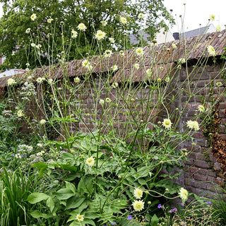 Großer Schuppenkopf (Cephalaria gigantea)