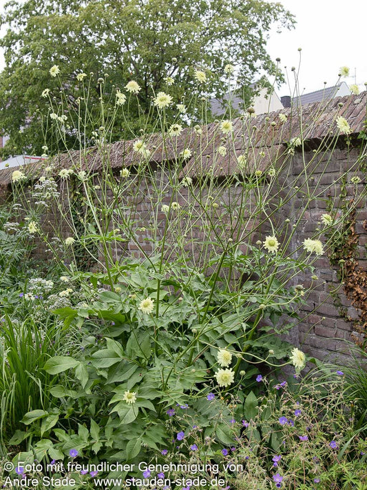 Großer Schuppenkopf (Cephalaria gigantea)