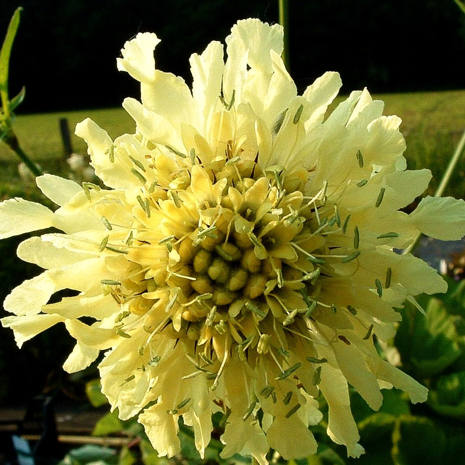 Großer Schuppenkopf (Cephalaria gigantea)