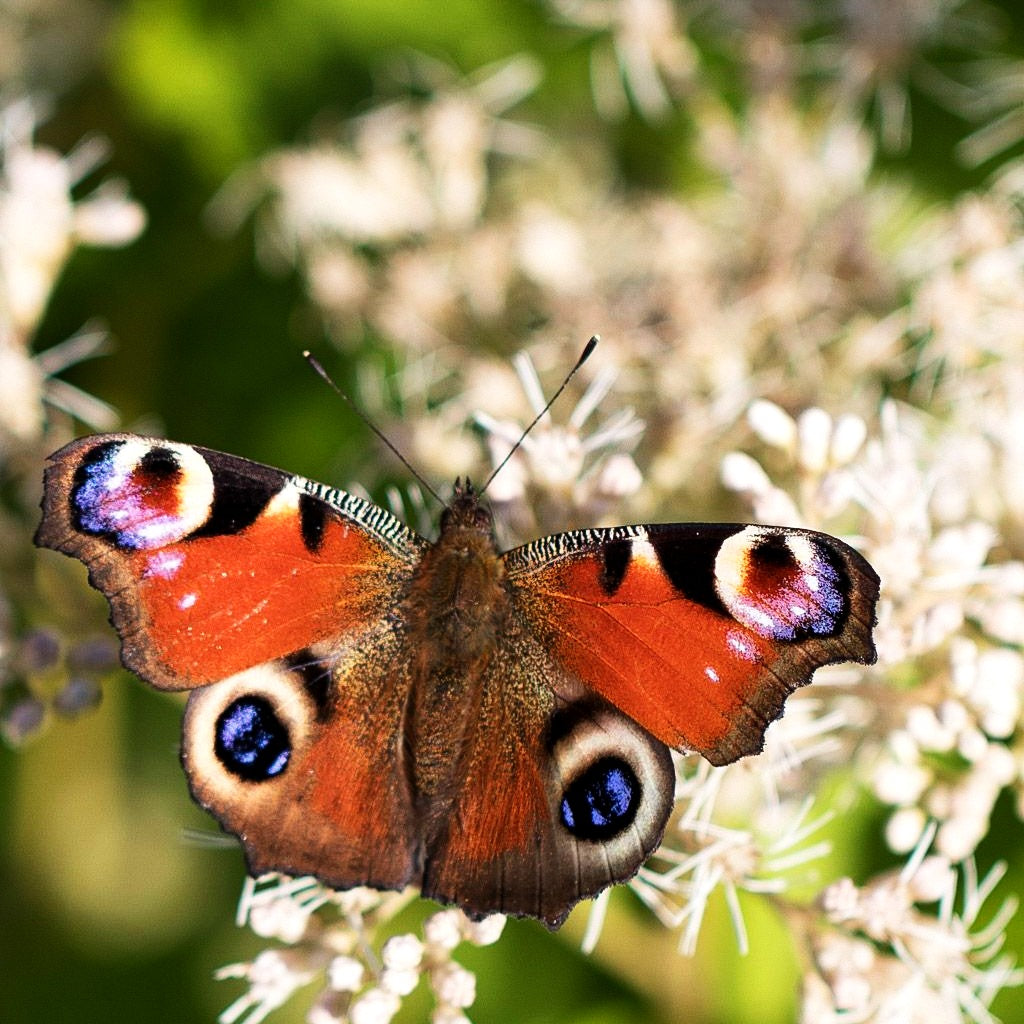 Großer Wasserdost 'Album' (Eupatorium fistulosum)